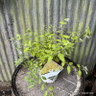 Caryopteris icana 'Sunny Blue' 3L