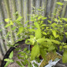 Caryopteris icana 'Sunny Blue' 3L