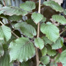 Corylus  'Rote Zellernus' (Red-leafed hazel) 10L