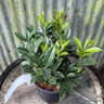 Sarcococca hookeriana var. humilis var. humilis 'Fragrant Mountain'3L