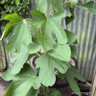 Ficus 'Desert King'