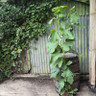 Ficus 'Desert King'