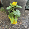 Helianthus (Dwarf Sunflower)