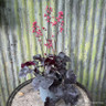 Heuchera 'Sugar Plum'