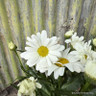 Leucanthemum 'Leo'