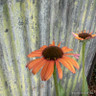 Echinacea Devotlon (Moodz series)