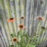 Echinacea Devotlon (Moodz series)