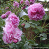 Lavender Lassie - Shrub Rose