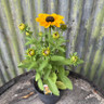 Rudbeckia 'Toto'