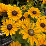 Rudbeckia 'Toto'