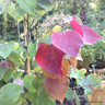 Cercis canadensis 'Eternal Flame' (60-80cm)