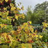 Cercis canadensis 'Eternal Flame'