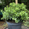 Pittosporum tenuifolium - 10L
