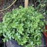 Pittosporum tenuifolium - 10L