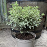 Pittosporum variegated - 5L