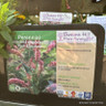 Persicaria amplexicaule 'Pink Elephant'-1L