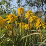 Kniphofia 'Banana Popsicle'-3L Kniphofia 'Banana Popsicle'-3L