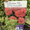 Sedum 'Autumn Joy' 3L