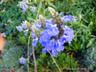 Salvia uliginosa-3L