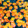 Tulip 'Sun Lover' - BULK 100 or 250 bulbs