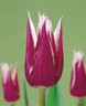 Tulip 'Claudia' - BULK 100 or 250 bulbs