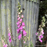 Digitalis (Foxglove) 'Pink Panther'