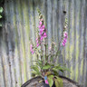 Digitalis (Foxglove) 'Pink Panther'
