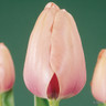 Tulip 'Salmon Impression' (Darwin Hybrid) - PACK of 10 premium size bulbs