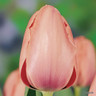 Tulip 'Salmon Impression' (Darwin Hybrid) - PACK of 10 premium size bulbs