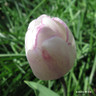 Tulip 'Blushing Girl'  (Single Late) - PACK of 10 premium size bulbs