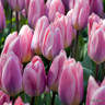Tulip 'Light & Dreamy' (Triumph) - PACK of 10 premium size bulbs