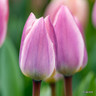Tulip 'Light & Dreamy' (Triumph) - PACK of 10 premium size bulbs