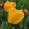 Tulip 'Daydream' (Darwin Hybrid) - PACK of 10 premium size bulbs