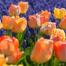 Tulip 'Daydream' (Darwin Hybrid) - PACK of 10 premium size bulbs