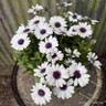 Osteospermum 'Akila White Purple Eye'