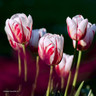 Tulip 'Bojangles'(Triumph) - PACK of 10 premium size bulbs