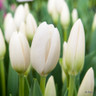 Tulip 'Hakuun'(Darwin Hybrid) - PACK of 10 premium size bulbs