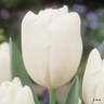 Tulip 'Hakuun'(Darwin Hybrid) - PACK of 10 premium size bulbs
