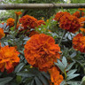 Marigold 3L OFFER