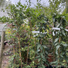 Lonicera 'Red World' - 2L