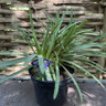 Agapanthus 'Lapis Lazuli' 2L