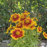 Coreopsis grandiflora 'Uptick Bronze' 3L