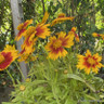 Coreopsis grandiflora 'Uptick Bronze' 3L