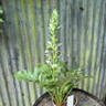 Acanthus mollis 'Rue Ledan' 2ltr