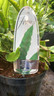 Asplenium scolopendrium (Fern) 4ltr