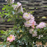 Roses (mixed varieties)