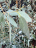Eucalyptus Silverana 10L Eucalyptus Silverana 10L