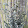 Eucalyptus Silverana 3L