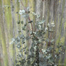 Eucalyptus Silverana 3L