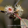Eucalyptus Silverana 3L